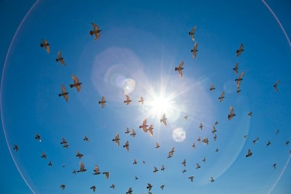 Pigeons