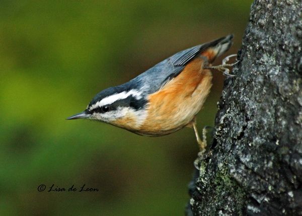 The Red-Breasted Nuthatch: A Copycat Tale
