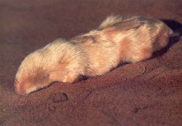 Notoryctes Typhlops