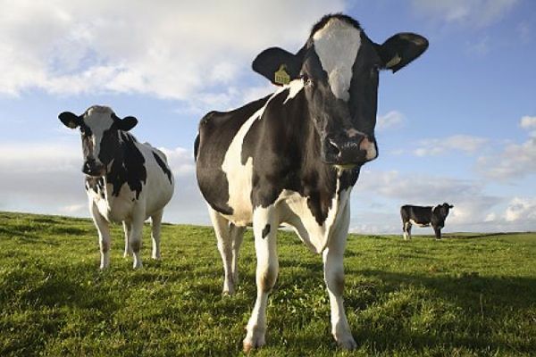 Alg-Cows-Jpg