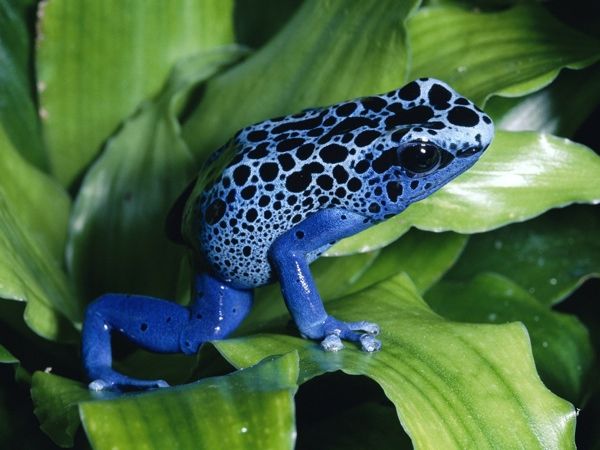 Blue-Poison-Dart-Frog2