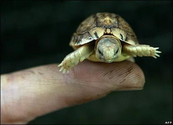 Smalltortoise