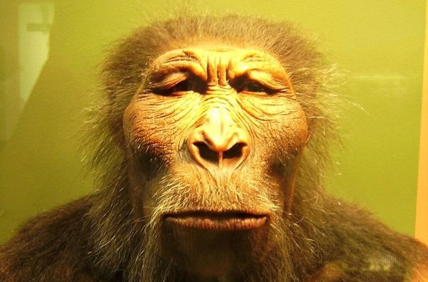 Paranthropus Boisei