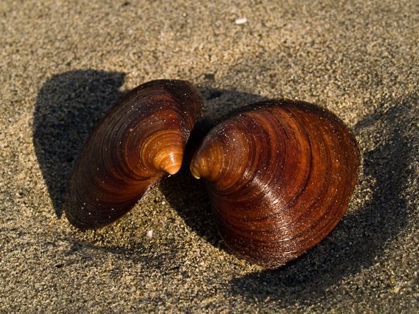 Ocean Quahog 800