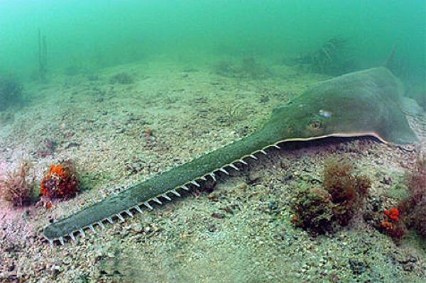 Sawfish1