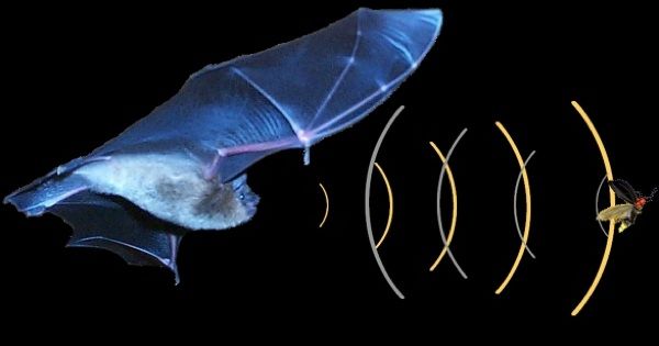 Echolocation Bat With Insect-Small
