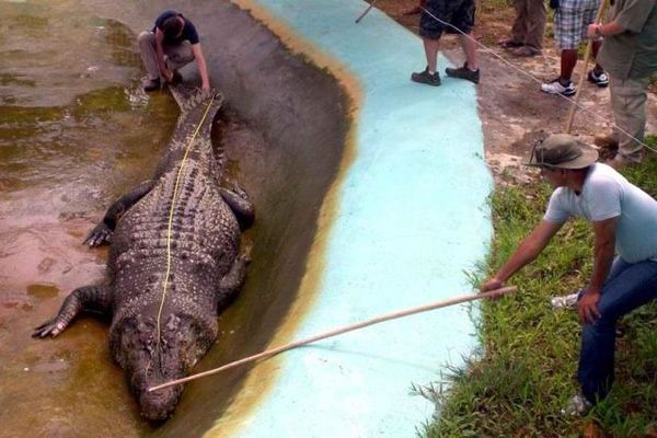 Lolong2