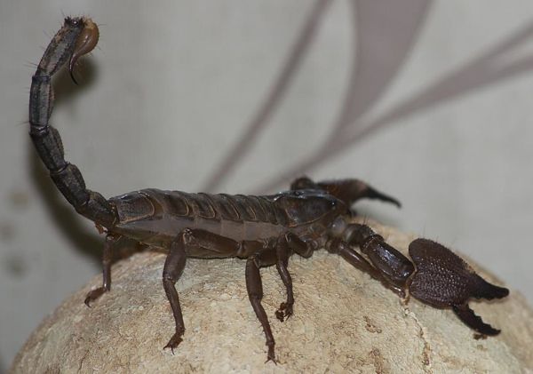 Heterometrus Swammerdami Indian Giant Forest Scorpion