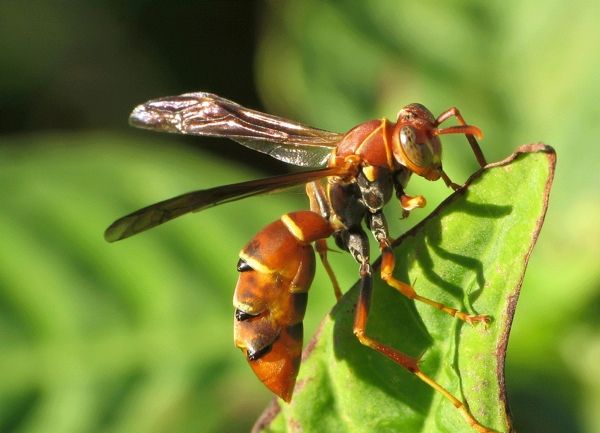 Seanmccann Polistes