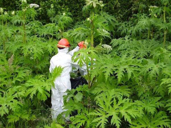 Hogweed-In-A-Hazmat-Suit