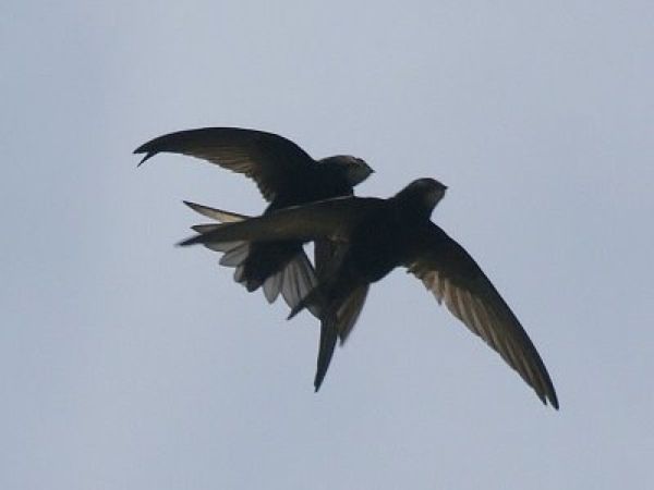 Swiftsonwing