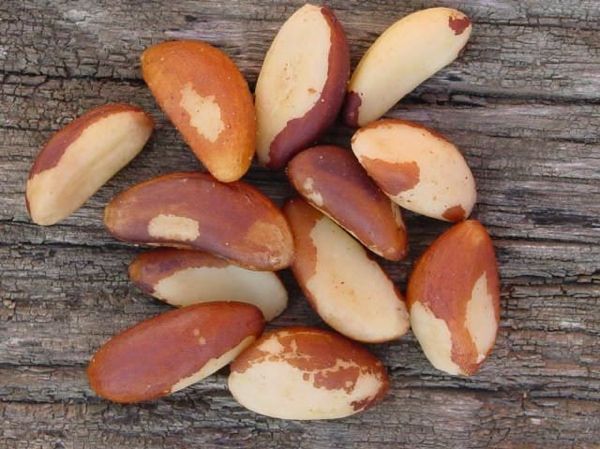 Brazilnut in shell