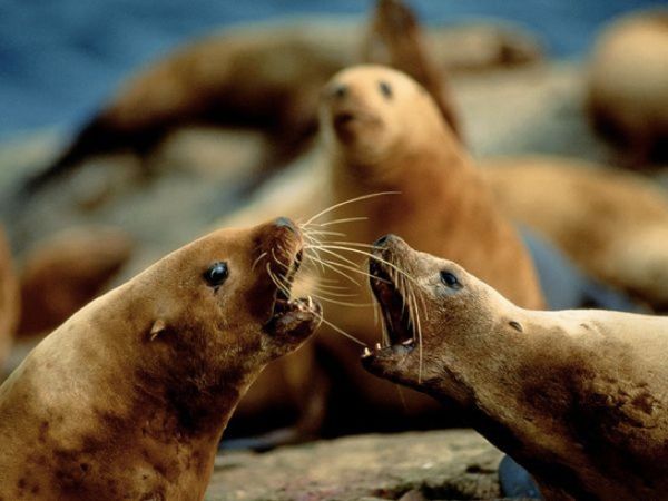 Stellar-Sea-Lions