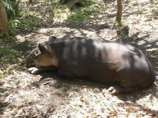Tapir