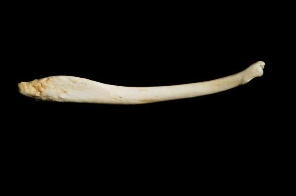 Sea-Otter-Baculum