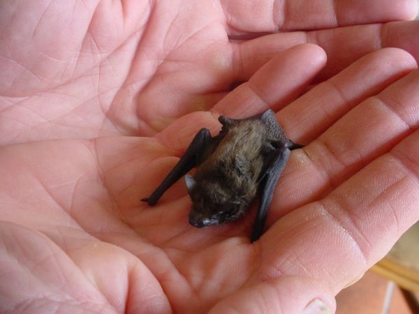 Hog-nosed Bat