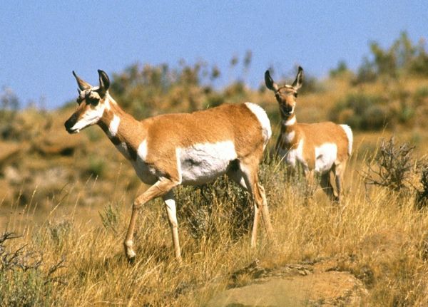 Pronghorn Antelope