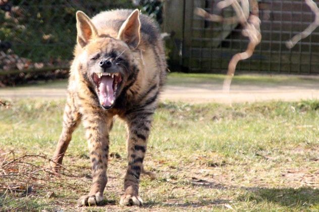 Striped Hyena 20100220 004091-83111