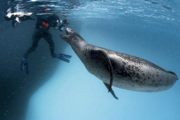 Leopard Seal