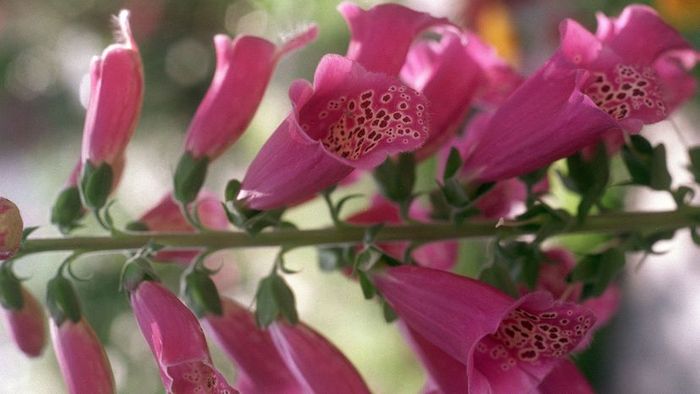 A close-up view of a foxglove flower.