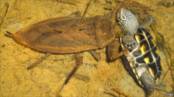 Water-Bug-Turtle