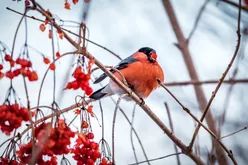 A male bullfinch bird perched on a rowan tree branch, feasting on vibrant red berries during winter