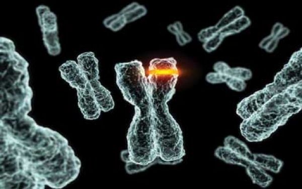 Btg-224B-Dna
