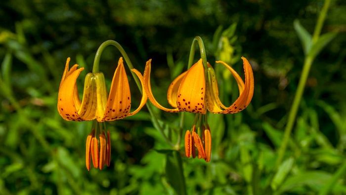 Two vibrant orange tiger lilies blooming outdoors, adding a burst of color to the landscape.