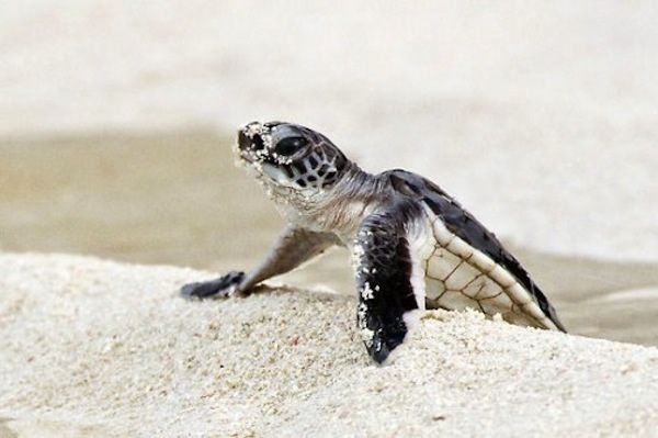 Baby-Green-Sea-Turtles