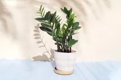 zz-plant-GettyImages-1387302222