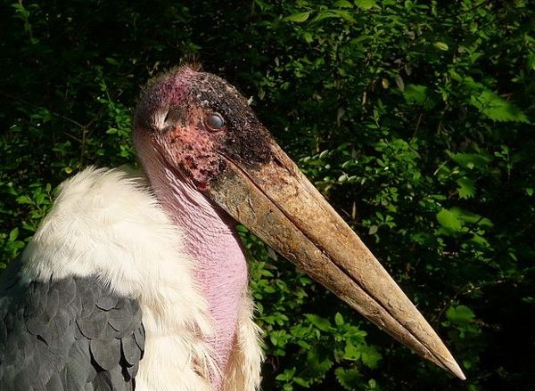 Filemarabu-Portrait-E1292001802728