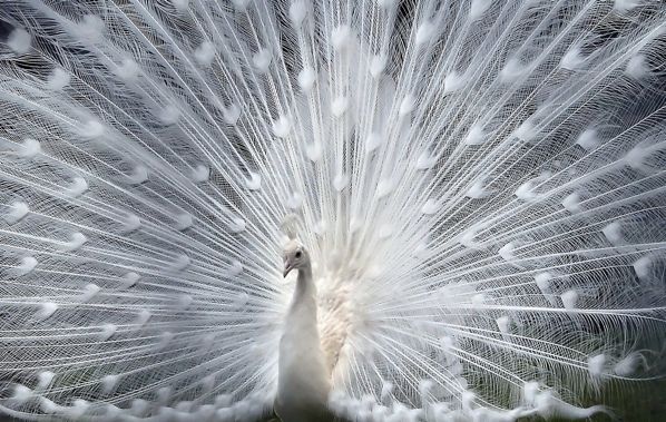 Albino Peacock