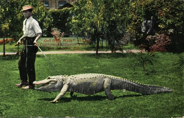Ca Alligators2C Walking