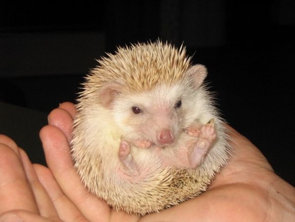Albino Hedgehog