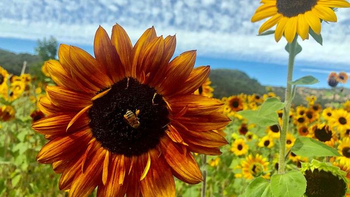 sunflower plants