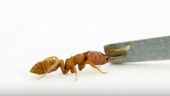 Ant Lab, YouTube