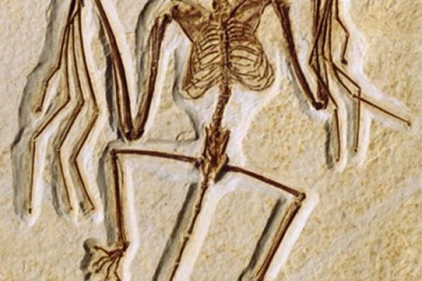 Fledermauserichbig-Dw-Wissenschaft-Washington