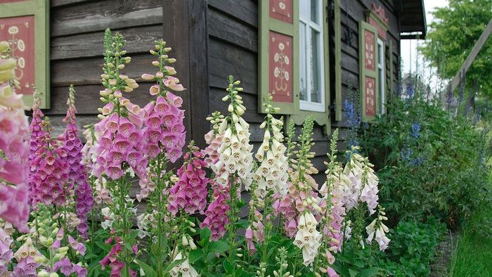 A bed of foxglove flowers sits in a quaint garden in front of a charming cottage.