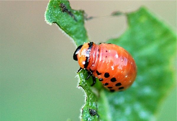 Col Colorado Potato Beetle Larva03