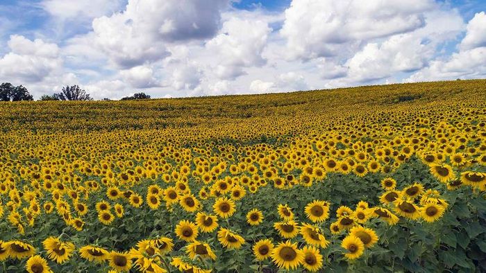 sunflower plants