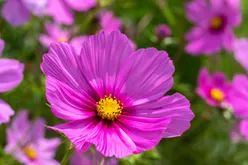 Cosmos Flower