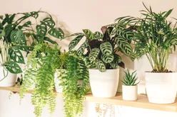 should-you-water-your-plants-with-tap-or-filtered-water-GettyImages-1439055505