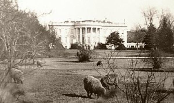 Sheep-Ww