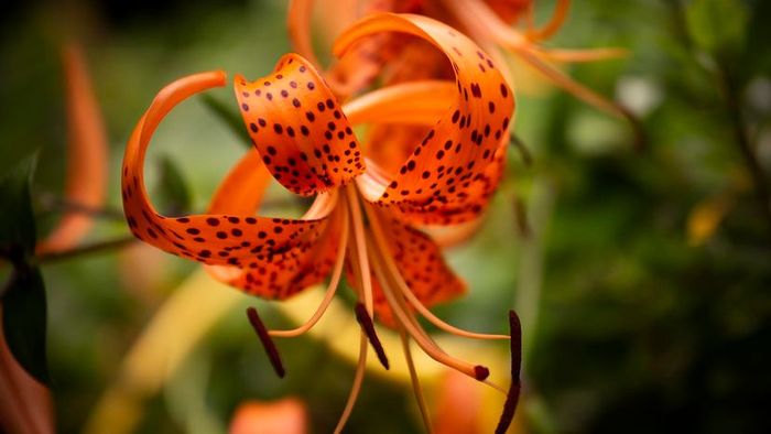 A detailed shot of a tiger lily in bloom.