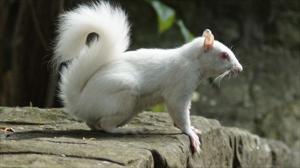 55256963 Squirrel