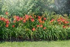 A stunning summer bloom of the Hemerocallis 'Stafford', also known as daylily