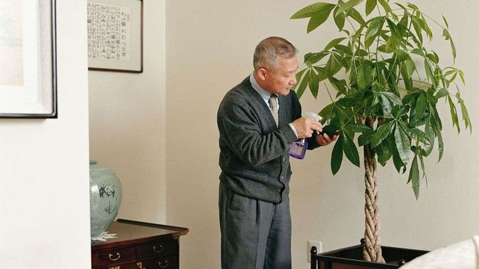 A person tending to a money tree