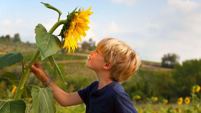 sunflower plants