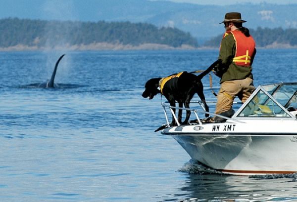 Dog Boat 525-1