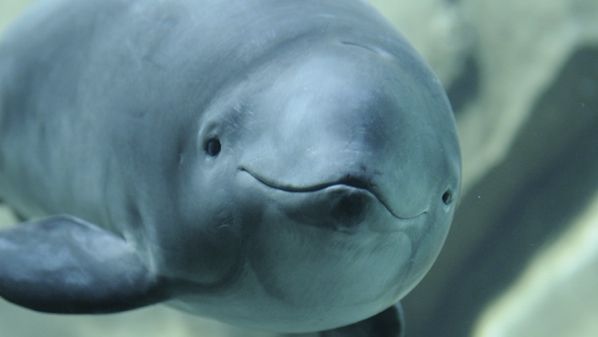 Porpoise